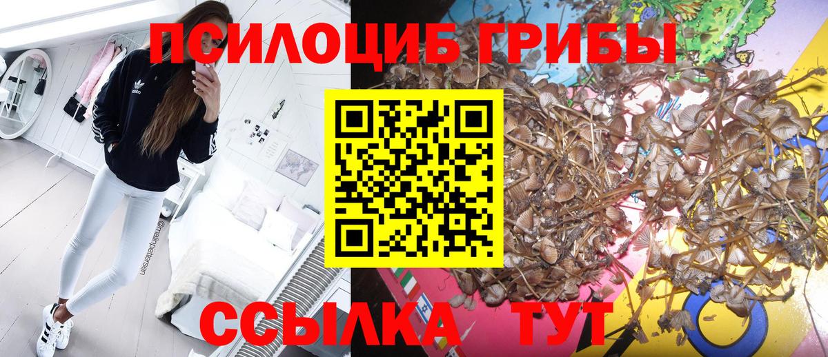 Псилоцибиновые грибы Psilocybine cubensis Жуковский